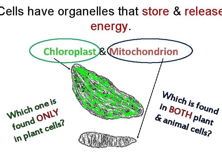 Cells have organelles that store & release energy. Chloroplast & Mitochondrion s i e