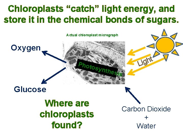 Chloroplasts “catch” light energy, and store it in the chemical bonds of sugars. Actual