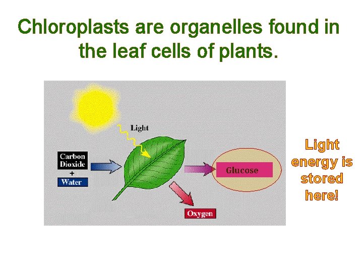 Chloroplasts are organelles found in the leaf cells of plants. Glucose Light energy is