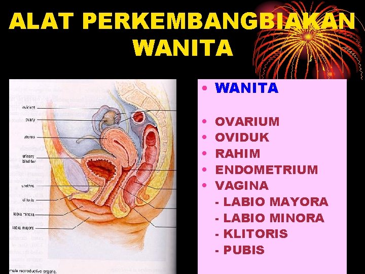 ALAT PERKEMBANGBIAKAN WANITA • • • OVARIUM OVIDUK RAHIM ENDOMETRIUM VAGINA - LABIO MAYORA