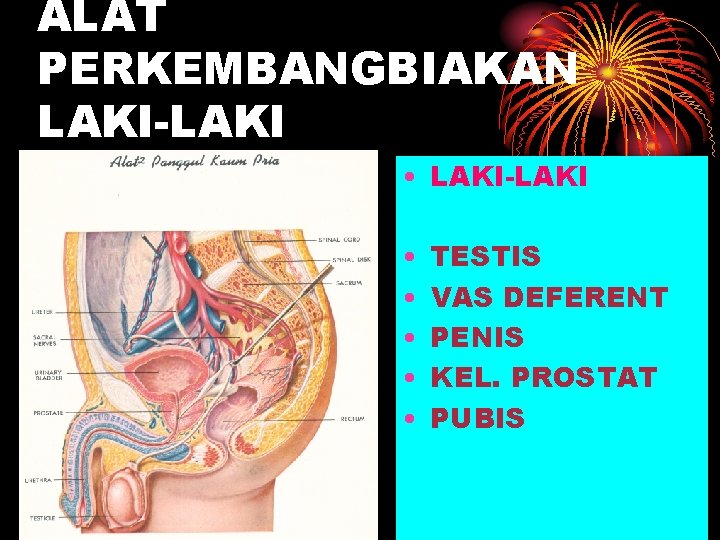 ALAT PERKEMBANGBIAKAN LAKI-LAKI • • • TESTIS VAS DEFERENT PENIS KEL. PROSTAT PUBIS 