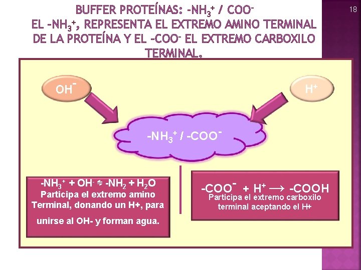 BUFFER PROTEÍNAS: -NH 3+ / COOEL –NH 3+, REPRESENTA EL EXTREMO AMINO TERMINAL DE