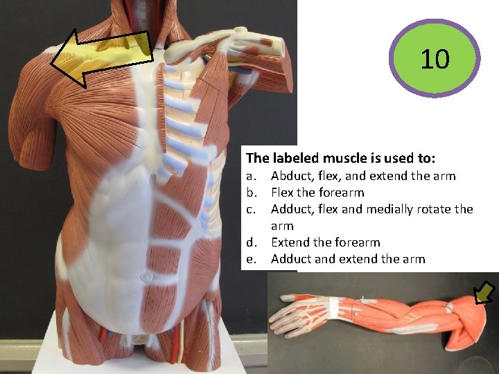 10 The labeled muscle is used to: a. Abduct, flex, and extend the arm