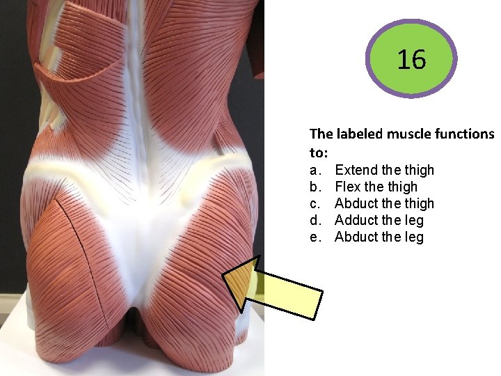 16 The labeled muscle functions to: a. b. c. d. e. Extend the thigh