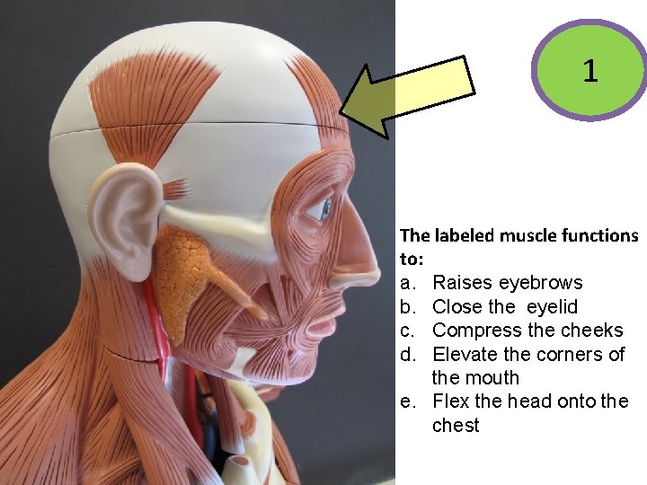 1 The labeled muscle functions to: a. Raises eyebrows b. Close the eyelid c.