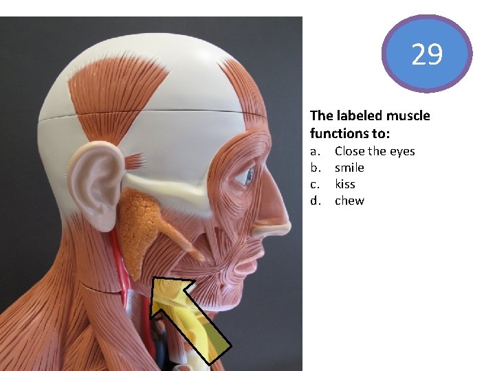29 The labeled muscle functions to: a. b. c. d. Close the eyes smile