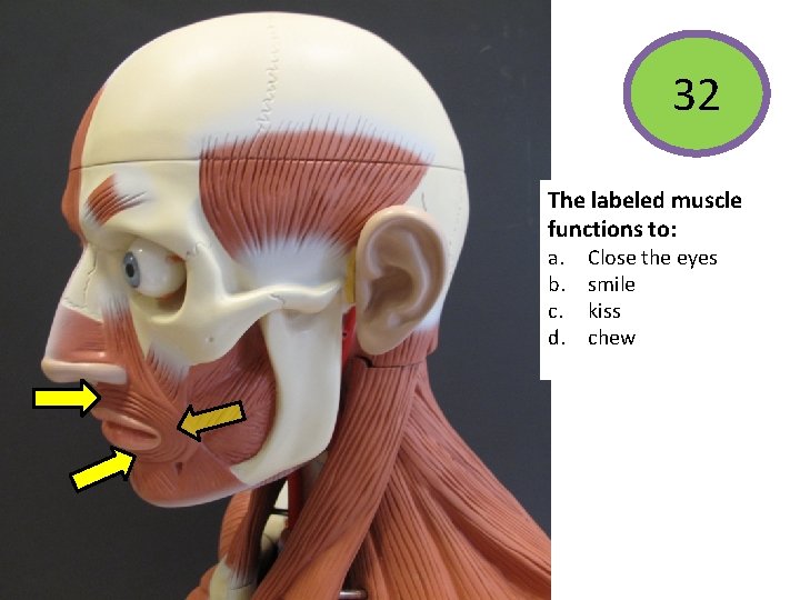 32 The labeled muscle functions to: a. b. c. d. Close the eyes smile