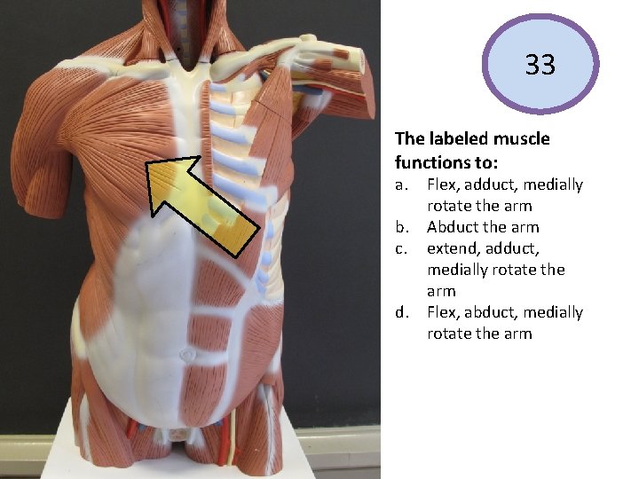 33 The labeled muscle functions to: a. b. c. d. Flex, adduct, medially rotate