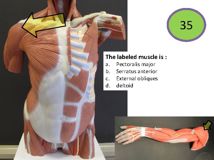 35 The labeled muscle is : a. b. c. d. Pectoralis major Serratus anterior