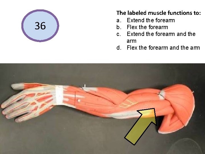 The labeled muscle functions to: 36 a. Extend the forearm b. Flex the forearm