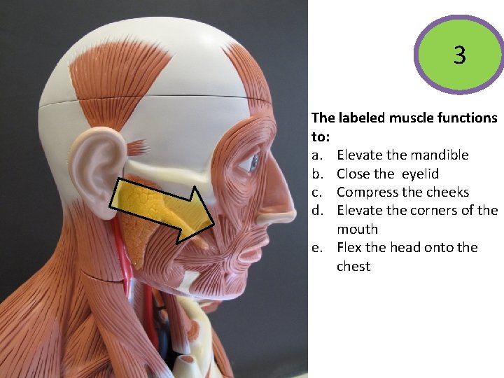3 The labeled muscle functions to: a. Elevate the mandible b. Close the eyelid