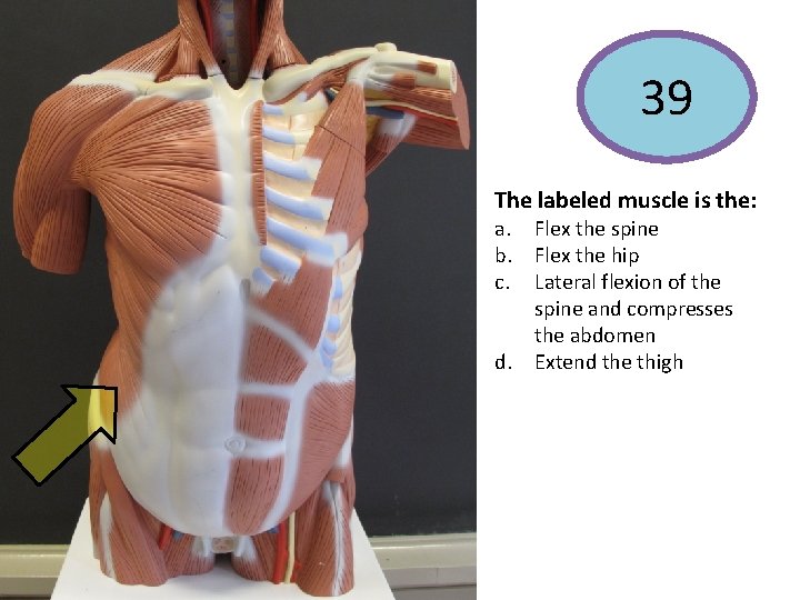 39 The labeled muscle is the: a. Flex the spine b. Flex the hip