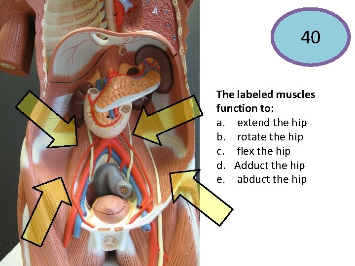 40 The labeled muscles function to: a. extend the hip b. rotate the hip