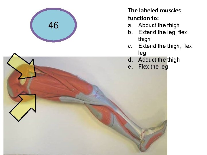46 The labeled muscles function to: a. Abduct the thigh b. Extend the leg,