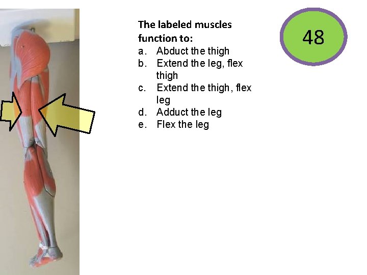 The labeled muscles function to: a. Abduct the thigh b. Extend the leg, flex