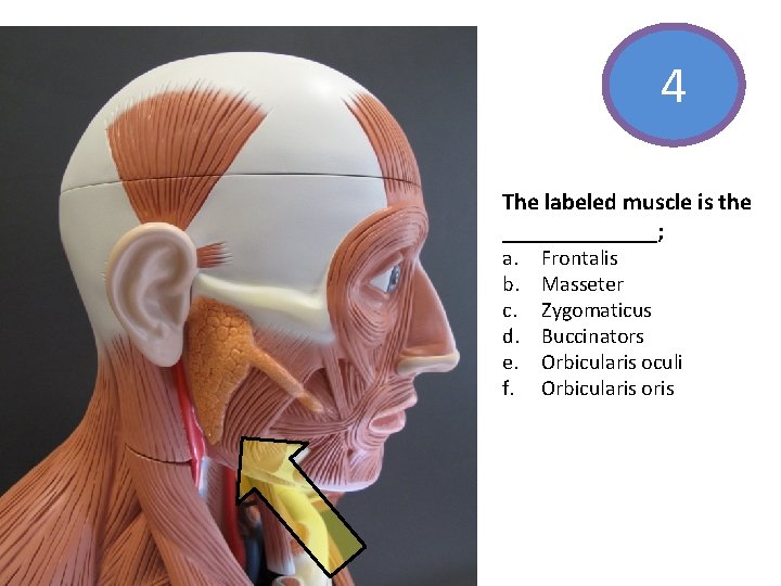 4 The labeled muscle is the _______; a. b. c. d. e. f. Frontalis