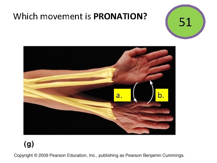 Which movement is PRONATION? a. 51 b. 