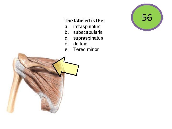 The labeled is the: a. b. c. d. e. infraspinatus subscapularis supraspinatus deltoid Teres
