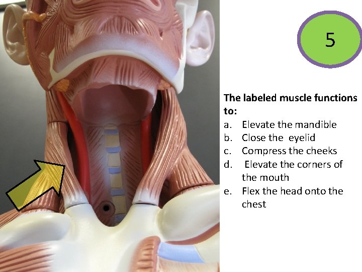 5 The labeled muscle functions to: a. Elevate the mandible b. Close the eyelid