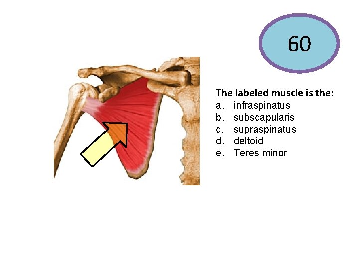60 The labeled muscle is the: a. b. c. d. e. infraspinatus subscapularis supraspinatus