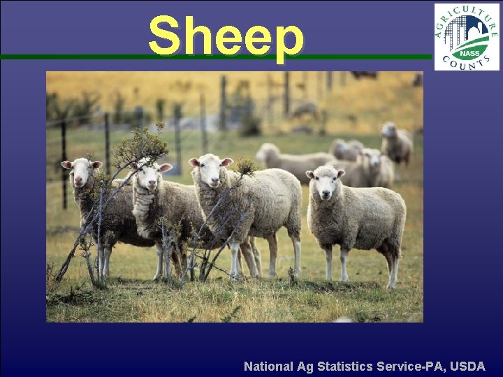 Sheep National Ag Statistics Service-PA, USDA 