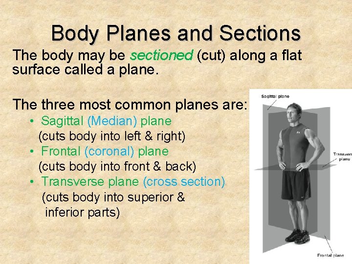 Body Planes and Sections The body may be sectioned (cut) along a flat surface