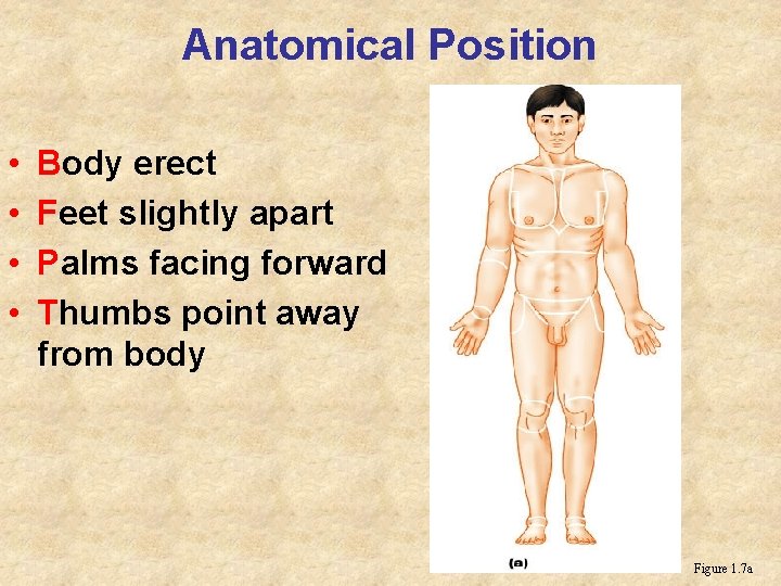 Anatomical Position • • Body erect Feet slightly apart Palms facing forward Thumbs point