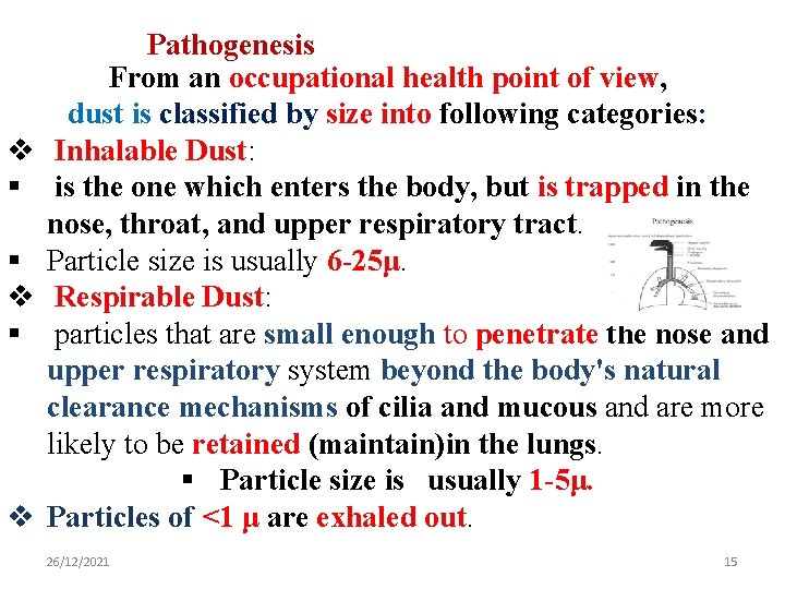 v § § v Pathogenesis From an occupational health point of view, dust is