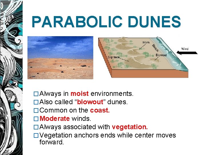 PARABOLIC DUNES � Always in moist environments. � Also called “blowout” dunes. � Common