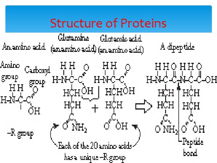 Structure of Proteins 