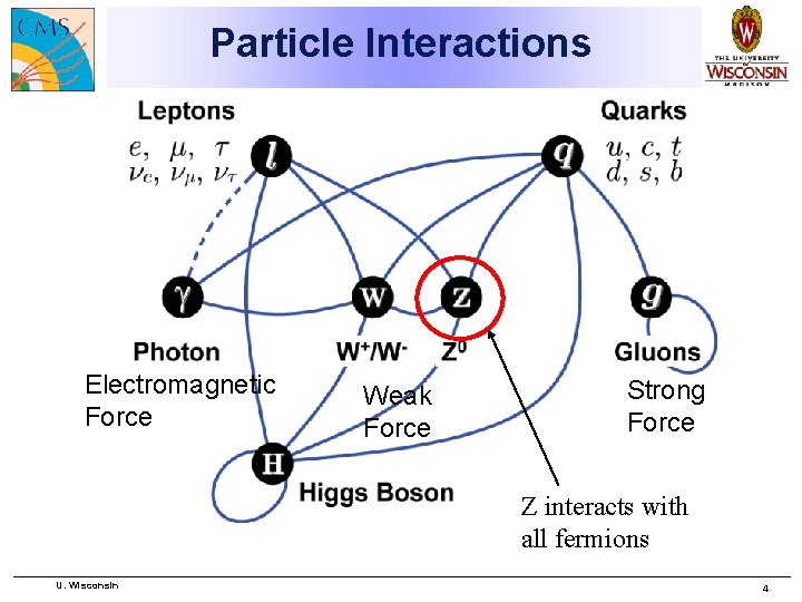 Particle Interactions Electromagnetic Force Weak Force Strong Force Z interacts with all fermions U.