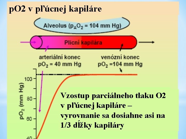 p. O 2 v pľúcnej kapiláre Vzostup parciálneho tlaku O 2 v pľúcnej kapiláre