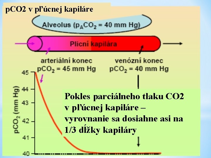 p. CO 2 v pľúcnej kapiláre Pokles parciálneho tlaku CO 2 v pľúcnej kapiláre