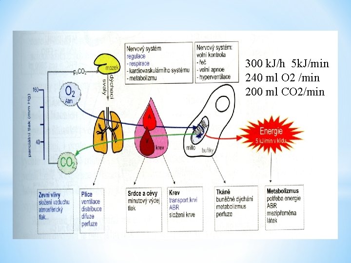 300 k. J/h 5 k. J/min 240 ml O 2 /min 200 ml CO