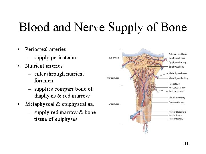 Blood and Nerve Supply of Bone • Periosteal arteries – supply periosteum • Nutrient