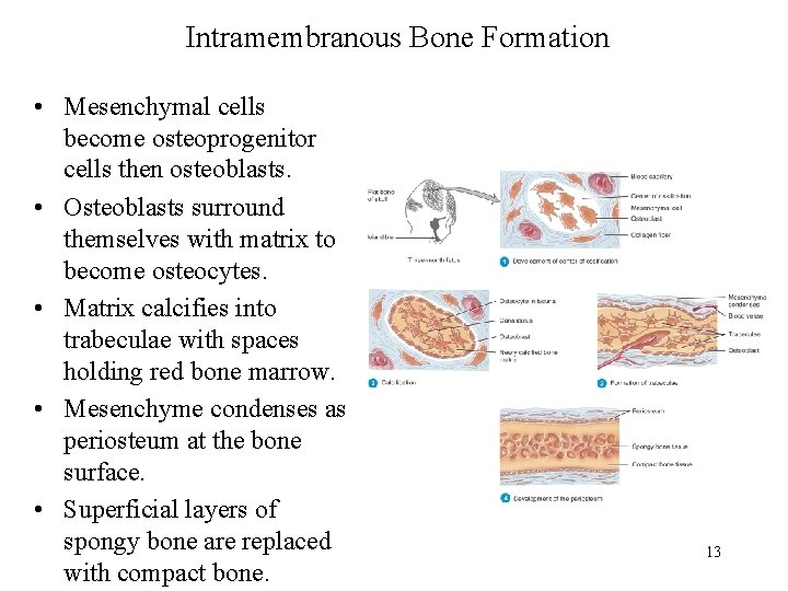 Intramembranous Bone Formation • Mesenchymal cells become osteoprogenitor cells then osteoblasts. • Osteoblasts surround