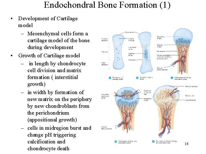 Endochondral Bone Formation (1) • Development of Cartilage model – Mesenchymal cells form a