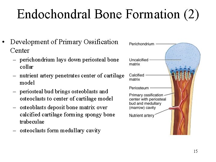 Endochondral Bone Formation (2) • Development of Primary Ossification Center – perichondrium lays down