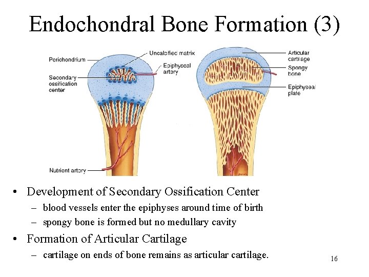 Endochondral Bone Formation (3) • Development of Secondary Ossification Center – blood vessels enter