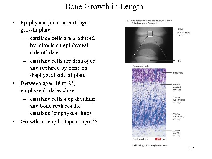 Bone Growth in Length • Epiphyseal plate or cartilage growth plate – cartilage cells