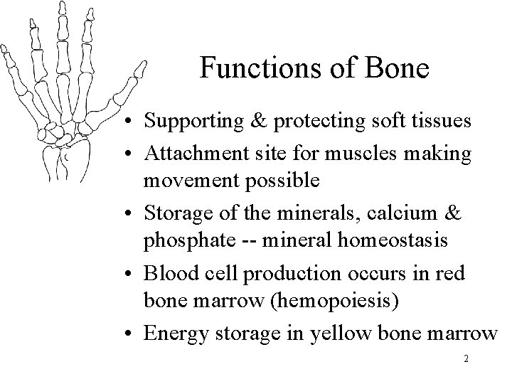Functions of Bone • Supporting & protecting soft tissues • Attachment site for muscles