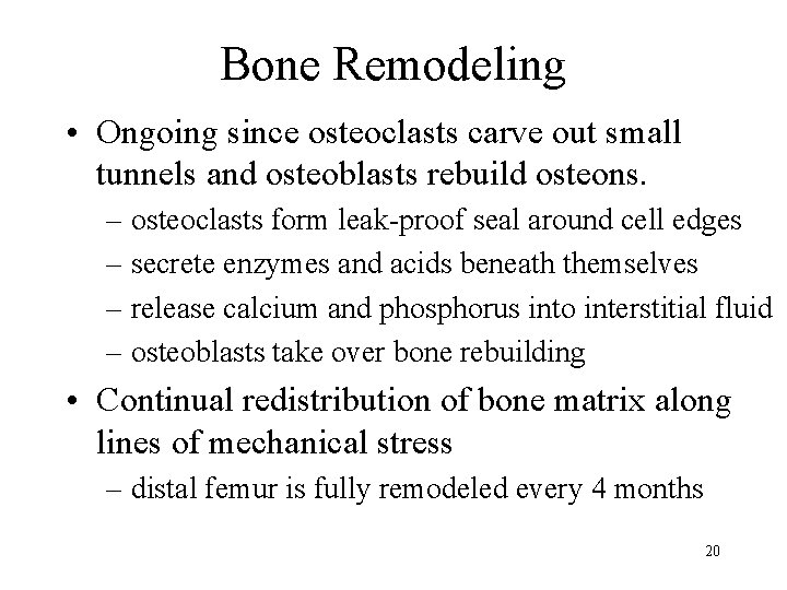 Bone Remodeling • Ongoing since osteoclasts carve out small tunnels and osteoblasts rebuild osteons.