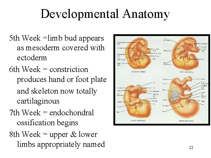 Developmental Anatomy 5 th Week =limb bud appears as mesoderm covered with ectoderm 6