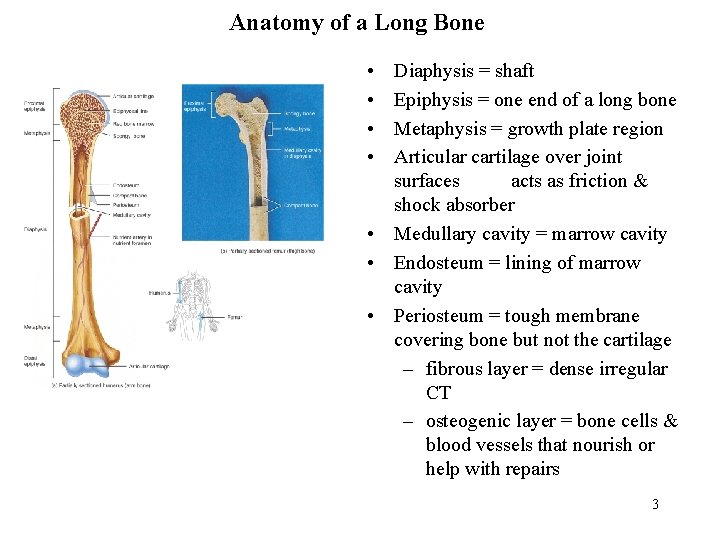 Anatomy of a Long Bone • • Diaphysis = shaft Epiphysis = one end