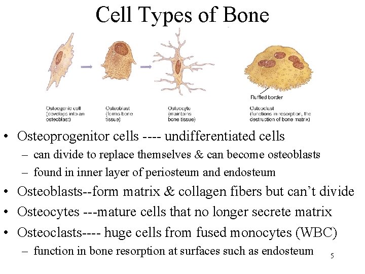 Cell Types of Bone • Osteoprogenitor cells ---- undifferentiated cells – can divide to