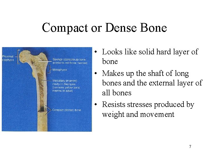 Compact or Dense Bone • Looks like solid hard layer of bone • Makes