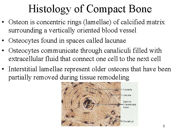 Histology of Compact Bone • Osteon is concentric rings (lamellae) of calcified matrix surrounding