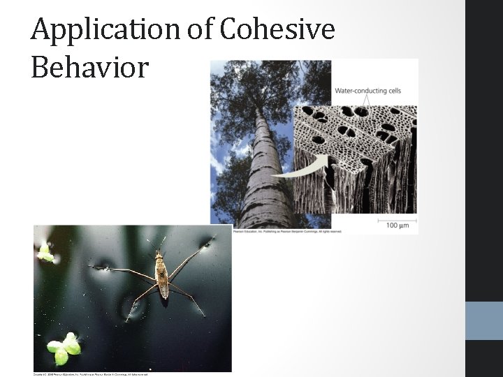 Application of Cohesive Behavior 