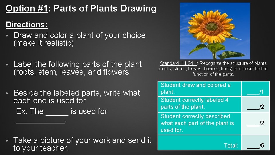 Option #1: Parts of Plants Drawing Directions: • Draw and color a plant of