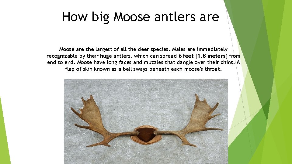 How big Moose antlers are Moose are the largest of all the deer species.